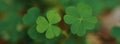 Close-up of four-leaves lemon clover or yellow woodsorrel Oxalis spp. a herbaceous ground cover weed plant resemble a clover in Royalty Free Stock Photo