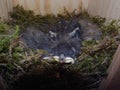 Close up of four little Great tit Parus major baby birds in nest Royalty Free Stock Photo