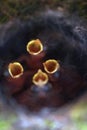 Close up of four little Great tit Parus major baby birds in nest Royalty Free Stock Photo