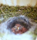 Close up of four little Great tit Parus major baby birds in nest Royalty Free Stock Photo