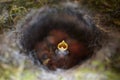 Close up of four little Great tit Parus major baby birds in nest Royalty Free Stock Photo