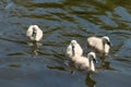 Four mute swan cygnets on Lancaster canal