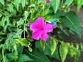 Close up of four o`clock or marvel of peru flower Royalty Free Stock Photo