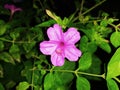 Close up of four o`clock or Mirabilis jalapa Royalty Free Stock Photo