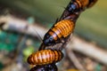 large Madagascar cockroaches