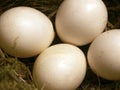 Close-up of four small eggs