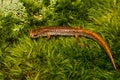 Four-toed Salamander Royalty Free Stock Photo