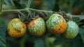 Close-up of four unripe tomatoes on the vine showing blemishes and discoloration Royalty Free Stock Photo
