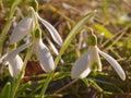 siblings of snowdrops Royalty Free Stock Photo