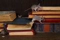 Close-up four young mice on  the old books on the flooring in the library. Royalty Free Stock Photo