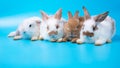 Close up four young rabbits white and brown sitting in row together on blue background
