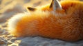 Golden Hour Fox: A Close-Up of a Red Fox\'s Luxurious Tail Royalty Free Stock Photo
