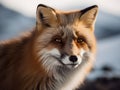 close up on a fox with snow in the background