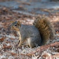 Close-up of a fox squirrel sitting on the ground surrounded by dry leaves. Sciurus niger. Royalty Free Stock Photo