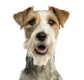 Close-up of a Fox terrier facing, panting, isolated Royalty Free Stock Photo