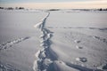 Close-up of a fox tracks in fresh snow