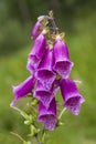 Close-up of a Foxglove, Digitalis purpurea, in bloom, popular fl