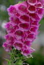 Close up of foxglove / digitalis purpurea plant, photographed in the garden of the Royal College of Physicians, London UK Royalty Free Stock Photo