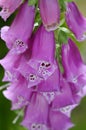 Close-up foxglove - Digitalis purpurea. Royalty Free Stock Photo