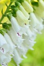 Close-up foxglove - Digitalis purpurea. Royalty Free Stock Photo