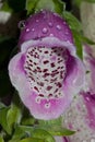 Close up of Foxglove flower Royalty Free Stock Photo