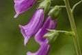 Close up of foxglove flower. Royalty Free Stock Photo