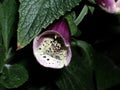 Close up of Foxglove flower Royalty Free Stock Photo