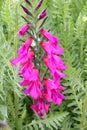 Close up of a foxglove in a meadow. Also known as digitalis