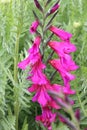 Close up of a foxglove in a meadow. Also known as digitalis