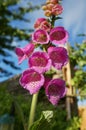 Close up of Foxgloves with a soft focus background