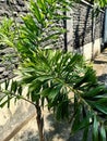 Close up of foxtail palm plant Royalty Free Stock Photo