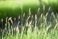 Closeup Of Foxtails In Field
