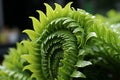 Close up Fractal Fern Leaf Spirals, Simple Abstract, Transforming Forms