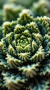 Close-up of fractal patterned green succulent with intricate leaf structure Royalty Free Stock Photo