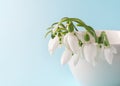 Close-up of fragile snowdrops in a  white ceramic vase against pastel blue background. Small bouquet of the first spring flowers Royalty Free Stock Photo