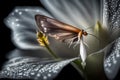 A close-up of a fragile, translucent moth resting on the petal of a moonflower, representing the ephemeral beauty of the night