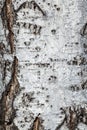 Close-up fragment of birch bark.