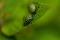 Close-up of a fragment of a green grass mite on a blurred background. Selective focus