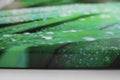 Close-up of a fragment of a photographic painting on canvas on a stretcher. Sidewall stretcher with canvas Royalty Free Stock Photo