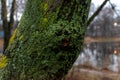 Close-up of a fragment of a tree covered with moss. Selective focus. Soft blurred background