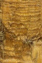 Close-up of fragments of the bark of a tree in chaotic abstract design.