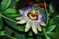 Close-up frame Tender passionflower. A flowering plant for the care and hobby of gardening. The plant is a treelike