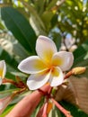 Close up of a frangipani flower