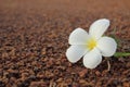 Close up of Frangipani flower