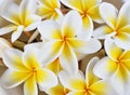 Close up frangipani flowers