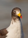 Close-up of Franklin's Gull Royalty Free Stock Photo