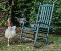 A Broad Breasted White Turkey, Jasper, GA, USA