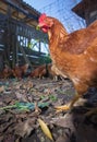 Poultry - Brown Layer hens free range Royalty Free Stock Photo