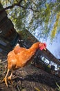 Poultry - Brown Layer hens free range Royalty Free Stock Photo