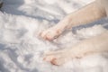 Close-up of freezing dog paws on white snow in winter. Royalty Free Stock Photo
